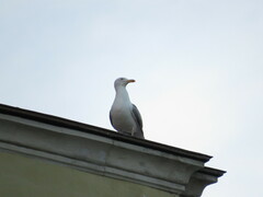 Larus argentatus