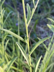 Centaurea thuillieri