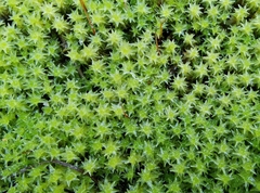 Diobelonella palustris