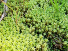 Diobelonella palustris