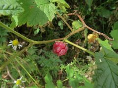 Rubus × idaeoides