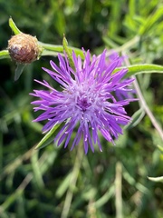 Centaurea thuillieri