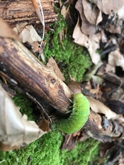 Cimbex femoratus