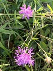 Centaurea thuillieri