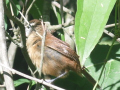 Cantorchilus longirostris