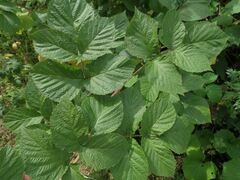 Rubus × idaeoides