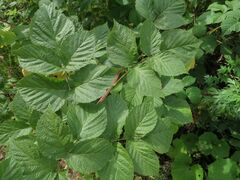 Rubus × idaeoides