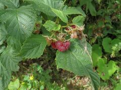 Rubus × idaeoides