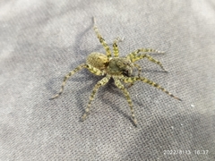 Arctosa maculata