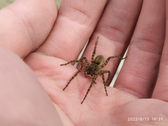 Arctosa maculata