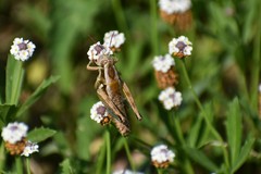 Paraidemona