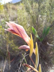 Gladiolus carinatus