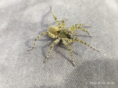 Arctosa maculata