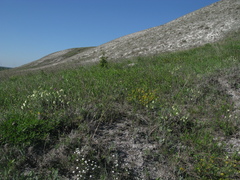 Onosma tanaitica