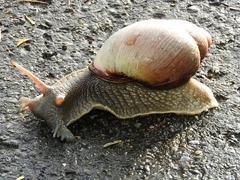 Megalobulimus oblongus