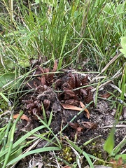 Mannagettaea hummelii