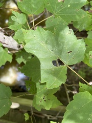 Acer rubrum