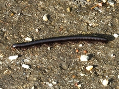 Archispirostreptus syriacus