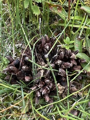 Mannagettaea hummelii