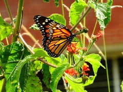 Danaus plexippus