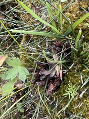 Mannagettaea hummelii