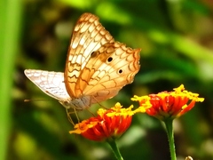 Anartia jatrophae