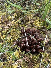 Mannagettaea hummelii