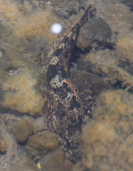 Cottus beldingii