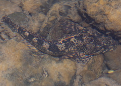 Cottus beldingii