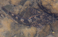 Cottus beldingii