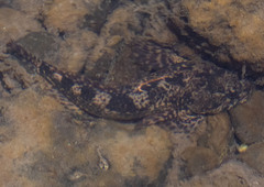 Cottus beldingii