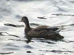 Anas platyrhynchos