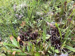 Mannagettaea hummelii