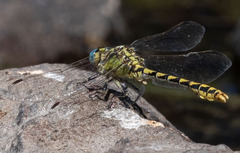Ophiogomphus morrisoni