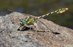 Ophiogomphus morrisoni