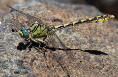 Ophiogomphus morrisoni