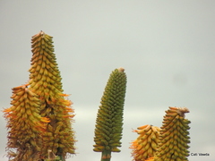 Aloe thraskii