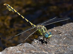 Ophiogomphus morrisoni