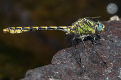 Ophiogomphus morrisoni