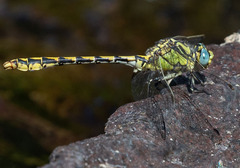 Ophiogomphus morrisoni