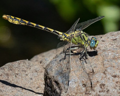 Ophiogomphus morrisoni
