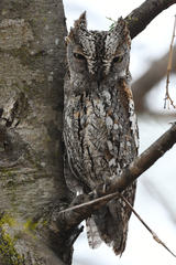 African Scops Owl photo 2