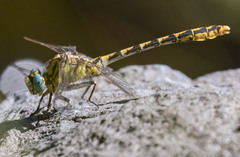 Ophiogomphus morrisoni