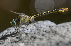 Ophiogomphus morrisoni
