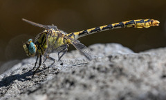 Ophiogomphus morrisoni