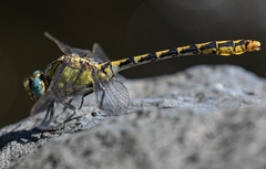 Ophiogomphus morrisoni