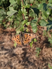 Polygonia c-album