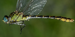 Ophiogomphus morrisoni