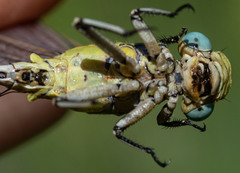 Ophiogomphus morrisoni