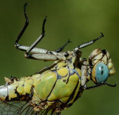 Ophiogomphus morrisoni